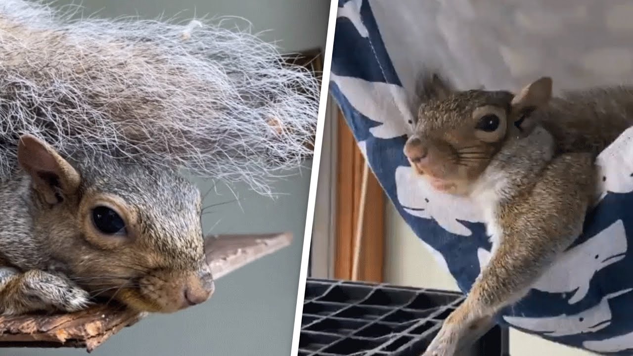 Woman saves a squirrel’s life. Now he refuses to leave her home.