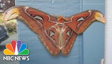 World’s Largest Moth Spotted in U.S. For First Time