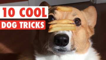 10 Cool Dog Tricks