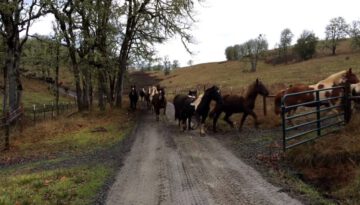 110 Horses Run to Pasture