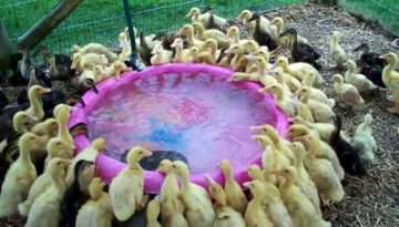 171 Ducklings Swimming in Their New Pool for the 1st Time
