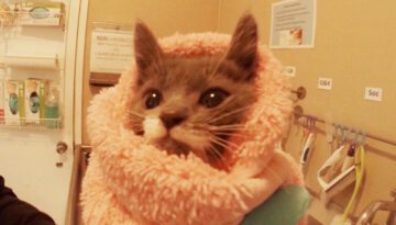 24-Hr Kitten Nursery