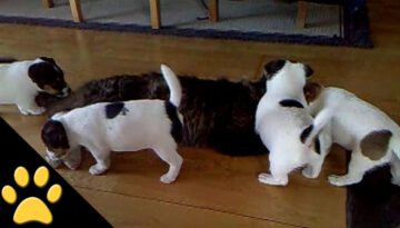 4 Puppies Annoy a Cat with Their Friendship