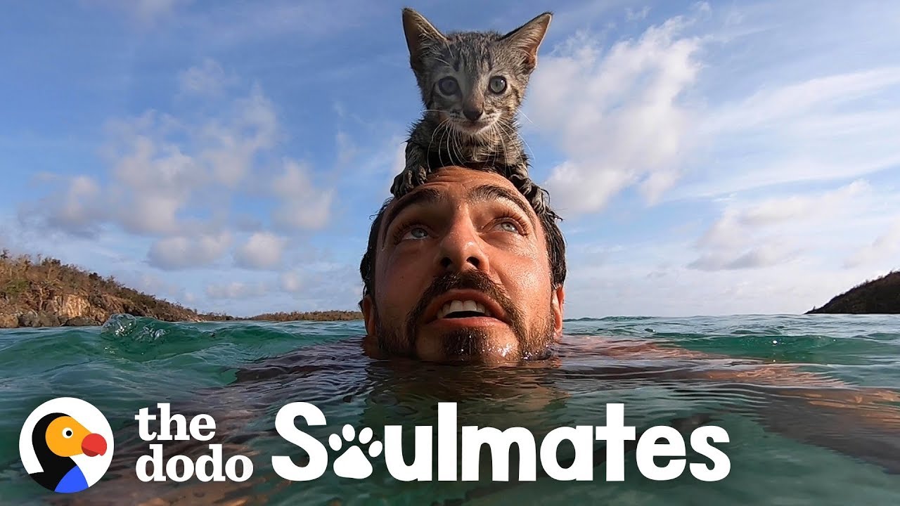 5-Week-Old Kitten Loves Swimming With Her Dad