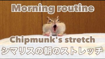 A Chipmunk’s Morning Stretch