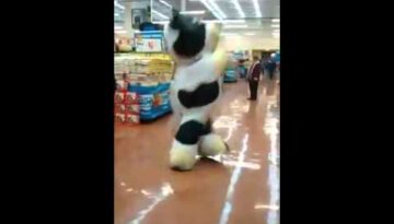 A Cow Dancing at a Supermarket!