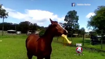A Horse & a Squeaky Rubber Chicken