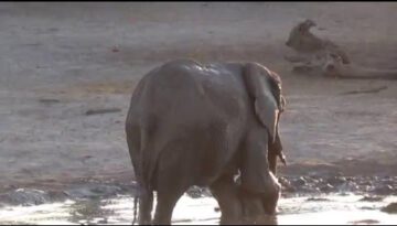 Adorable Baby Elephant Didn’t Want to Finish Bath Time
