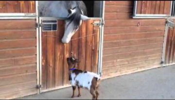 Adorable Dwarf Goat and a Horse