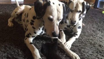 Adorable Foster Kitten Plays With Two Dalmatians