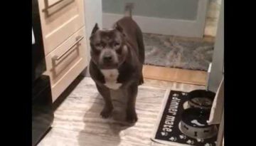 American Bully Answers Questions Yes & No