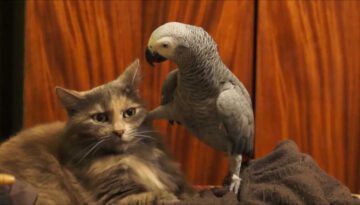 Annoying Parrot Does Not Bother Cat
