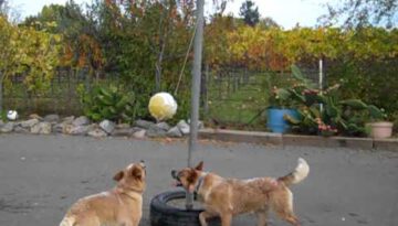 Australian Cattle Dogs Play A Game Of Tetherball