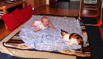 Babies Laughing at Cats Compilation 2013