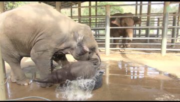Baby Elephant Bathing in the Bathtub