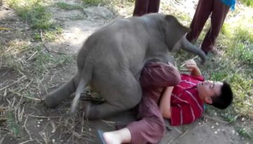 Baby Elephant Loves Cuddling