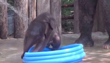 Baby Elephant Plays in Pool