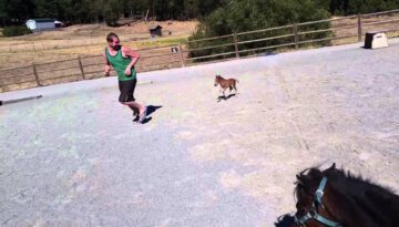 Baby Miniature Horse Chasing a Person
