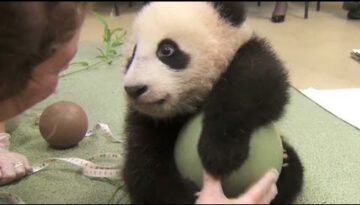 Baby Panda Loves Ball