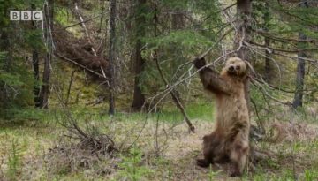 Bears Dancing to Jungle Boogie