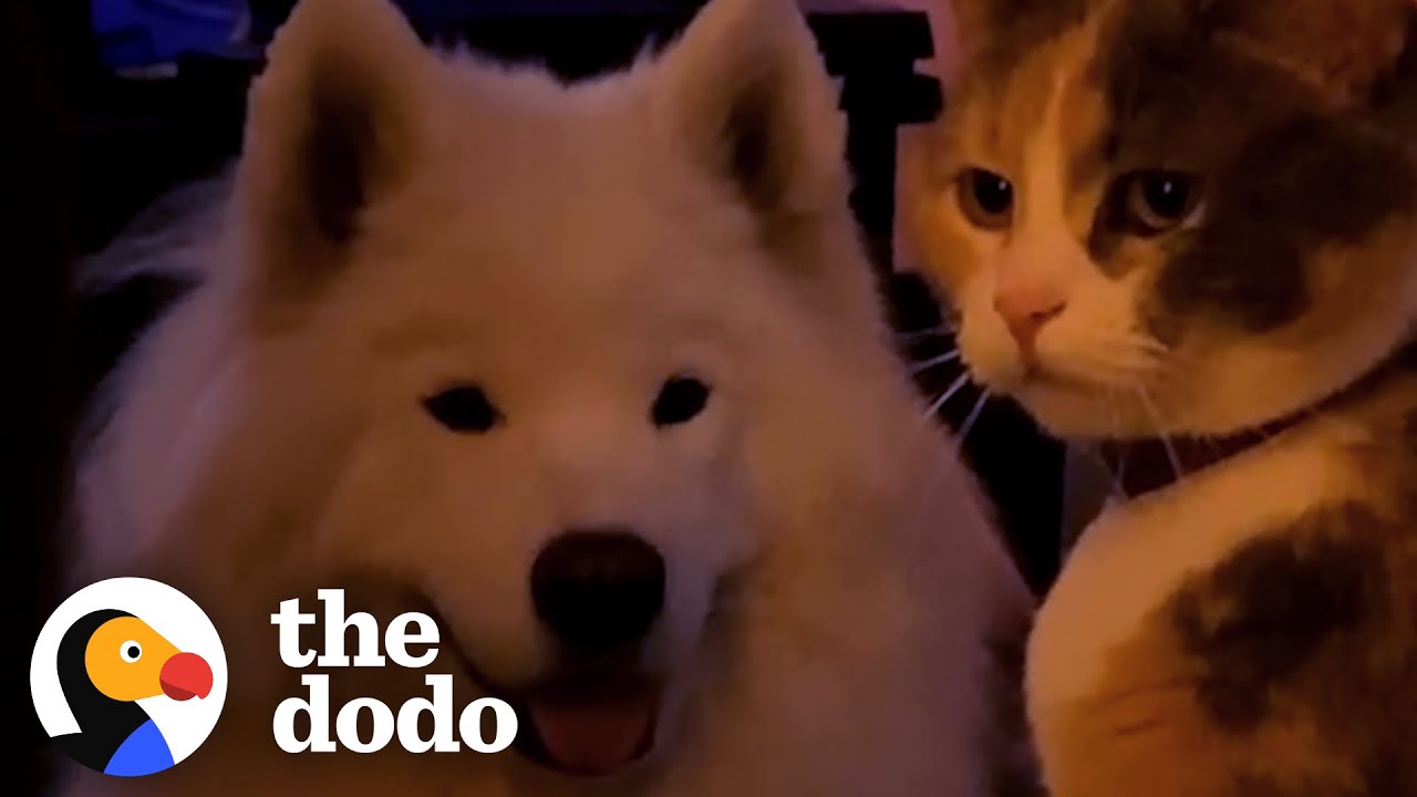 Big Dog Obsessed With Cats Gets His Very Own