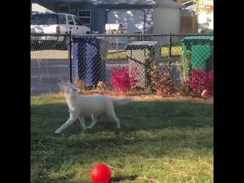 Blind and Deaf Puppy Recognizes Owner When He Comes Home