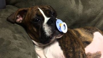 Boxer Puppy Loves Her Pacifier