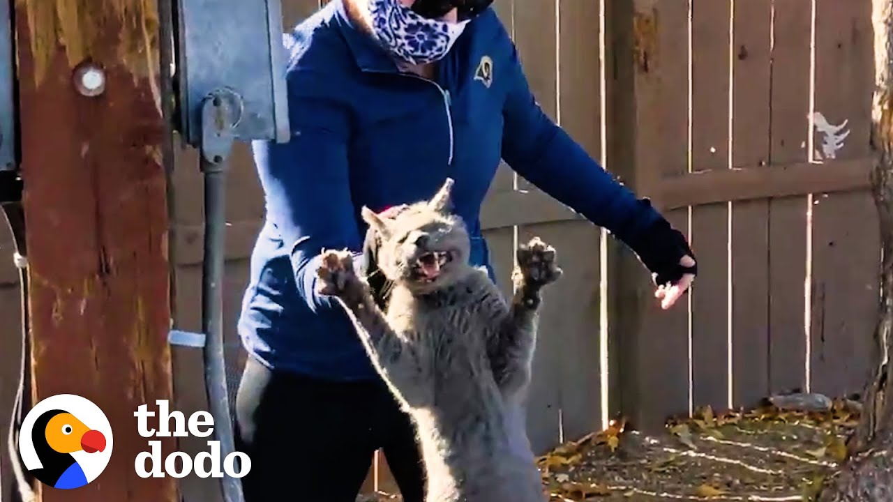 Cat Abandoned When Owners Moved Jumps Into His Rescuer’s Arms