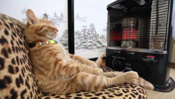 Cat Keeping Warm with a Heater like a Human
