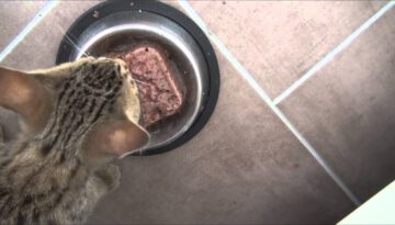 Cat Makes Funny Sounds While Eating