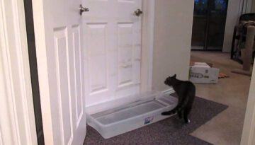 Cat Open Doors