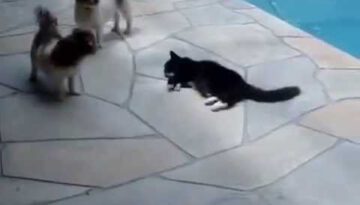 Cat Pushes Dog Into Swimming Pool