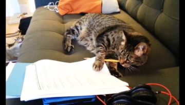 Cats ‘Helping’ With Homework Compilation