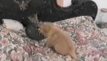 Cats Learning to Live with Dogs