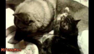 Cats Massaging Dogs Compilation