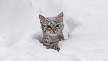 Cats Playing in the Snow