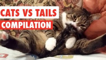 Cats vs. Tails Video Compilation 2017