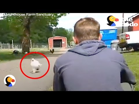 Chicken Greets Guy with Hug EVERY DAY