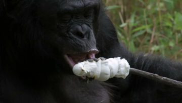 Chimp Builds Fire and Roasts Marshmallows
