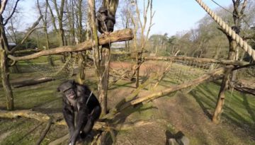 Chimpanzee Attacks a Flying Drone