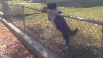 Clever Dog Tricks Man into Playing Fetch
