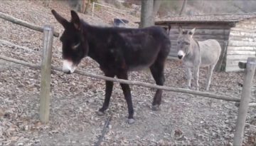 Clever Donkey