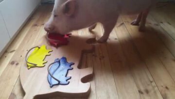 Clever Pig Does a Pig Puzzle