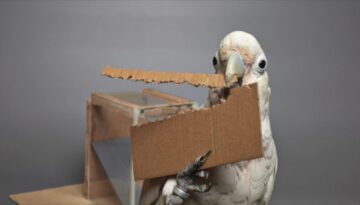 Cockatoos Make Tools from Different Materials