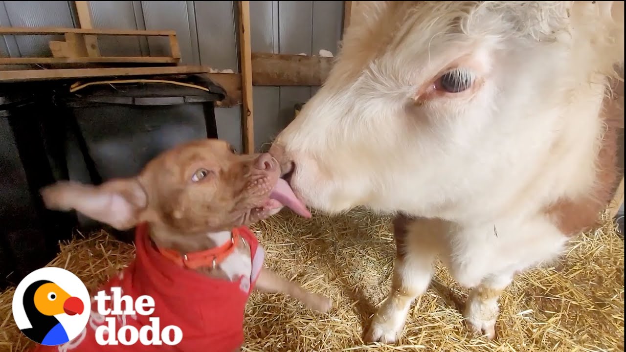 Cow Who Thinks He Is A Dog Is Reunited With His Favorite Puppy