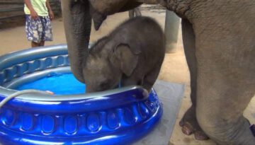 Cute Baby Elephant Bath Time