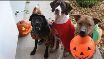 Cute Cats and Dogs Love Halloween