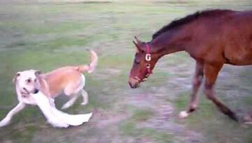 Dog Playing Tag with a Young Horse