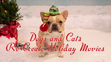 Dogs and Cats Re-Create Holiday Movies