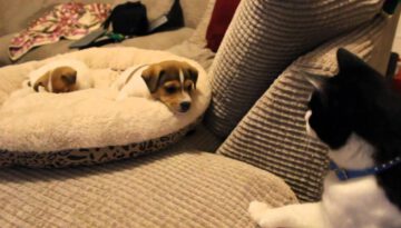 Dogs & Cats Meeting for the First Time